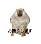 Lilo the Chow 2023 敬語ver.（個別スタンプ：3）