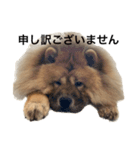 Lilo the Chow 2023 敬語ver.（個別スタンプ：4）