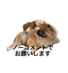 Lilo the Chow 2023 敬語ver.（個別スタンプ：5）