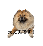 Lilo the Chow 2023 敬語ver.（個別スタンプ：6）
