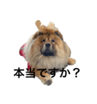 Lilo the Chow 2023 敬語ver.（個別スタンプ：7）