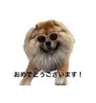 Lilo the Chow 2023 敬語ver.（個別スタンプ：8）