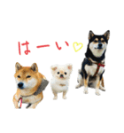 柴犬と白いふわふわ。①（個別スタンプ：1）