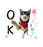 柴犬と白いふわふわ。①（個別スタンプ：3）