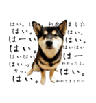 柴犬と白いふわふわ。①（個別スタンプ：4）
