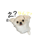 柴犬と白いふわふわ。①（個別スタンプ：6）