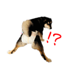 柴犬と白いふわふわ。①（個別スタンプ：7）