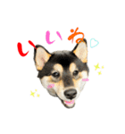 柴犬と白いふわふわ。①（個別スタンプ：9）
