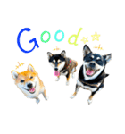 柴犬と白いふわふわ。①（個別スタンプ：10）