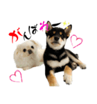 柴犬と白いふわふわ。①（個別スタンプ：11）
