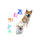 柴犬と白いふわふわ。①（個別スタンプ：12）