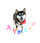 柴犬と白いふわふわ。①（個別スタンプ：13）