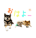 柴犬と白いふわふわ。①（個別スタンプ：14）
