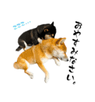 柴犬と白いふわふわ。①（個別スタンプ：15）