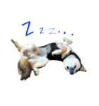柴犬と白いふわふわ。①（個別スタンプ：16）