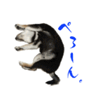 柴犬と白いふわふわ。①（個別スタンプ：17）