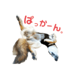 柴犬と白いふわふわ。①（個別スタンプ：18）