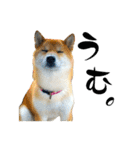 柴犬と白いふわふわ。①（個別スタンプ：21）