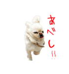 柴犬と白いふわふわ。①（個別スタンプ：22）