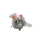 柴犬と白いふわふわ。①（個別スタンプ：23）