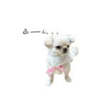 柴犬と白いふわふわ。①（個別スタンプ：25）
