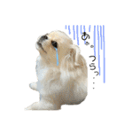 柴犬と白いふわふわ。①（個別スタンプ：27）