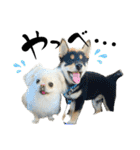 柴犬と白いふわふわ。①（個別スタンプ：28）