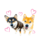 柴犬と白いふわふわ。①（個別スタンプ：29）