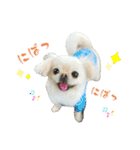 柴犬と白いふわふわ。①（個別スタンプ：30）