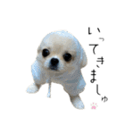 柴犬と白いふわふわ。①（個別スタンプ：31）