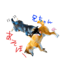 柴犬と白いふわふわ。①（個別スタンプ：32）