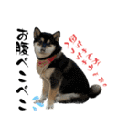 柴犬と白いふわふわ。①（個別スタンプ：33）