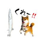柴犬と白いふわふわ。①（個別スタンプ：34）