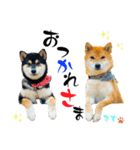 柴犬と白いふわふわ。①（個別スタンプ：35）