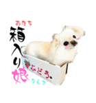 柴犬と白いふわふわ。①（個別スタンプ：36）