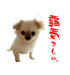 柴犬と白いふわふわ。①（個別スタンプ：37）