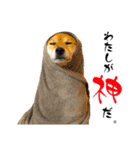 柴犬と白いふわふわ。①（個別スタンプ：38）