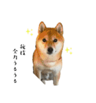 柴犬と白いふわふわ。①（個別スタンプ：39）