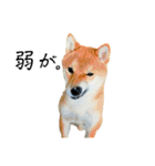 柴犬と白いふわふわ。①（個別スタンプ：40）