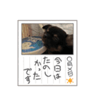 ピノスタンプ 写真（個別スタンプ：1）