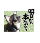 ピノスタンプ 写真（個別スタンプ：3）