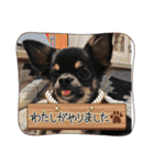 ピノスタンプ 写真（個別スタンプ：5）
