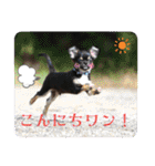 ピノスタンプ 写真（個別スタンプ：12）