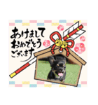 ピノスタンプ 写真（個別スタンプ：18）