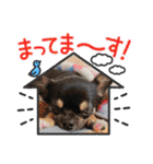 ピノスタンプ 写真（個別スタンプ：21）