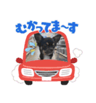 ピノスタンプ 写真（個別スタンプ：22）