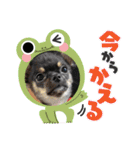 ピノスタンプ 写真（個別スタンプ：25）