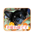 ピノスタンプ 写真（個別スタンプ：30）