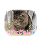 まさもさまる（個別スタンプ：3）