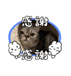 まさもさまる（個別スタンプ：8）